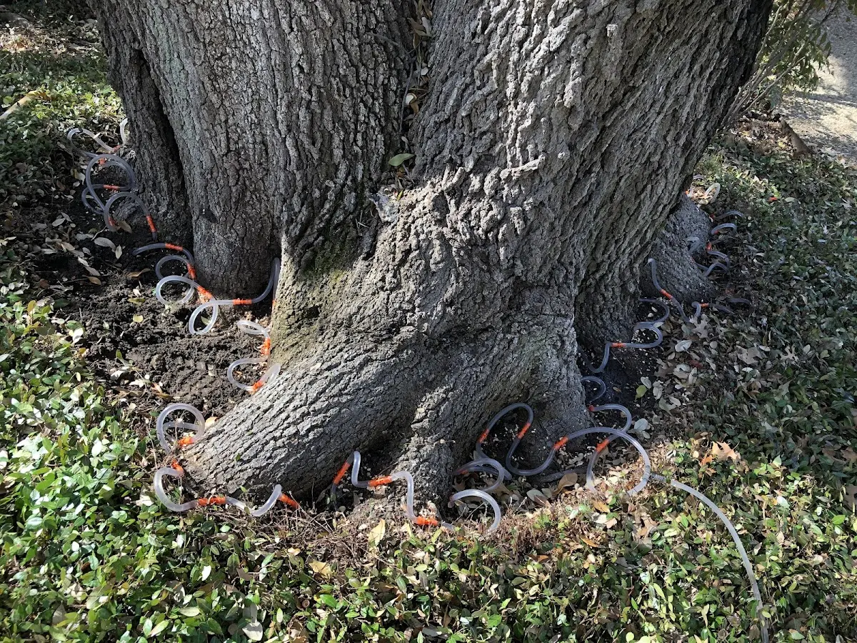 Detailed Tree Cabling and Bracing job site in Mulga