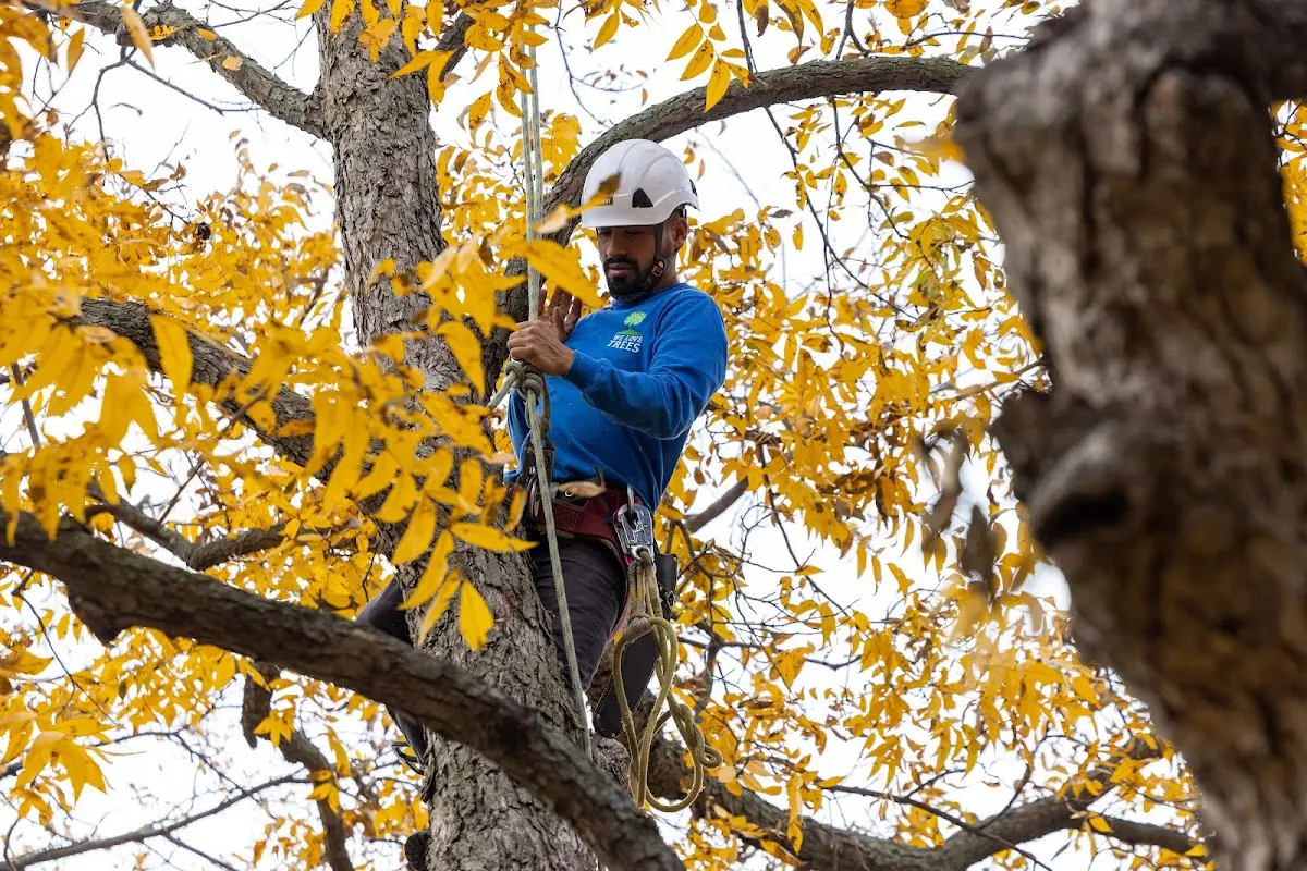 Skilled Tree Pruning crew working in Mulga